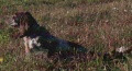 Setter Anglais PALAZIENSIS ARA Setter Anglais PALAZIENSIS ARA